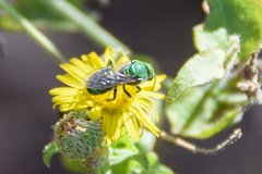 Paraugochloropsis