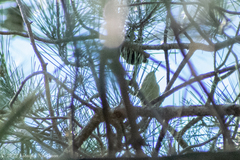 Phylloscopus collybita