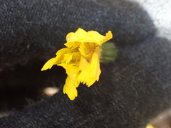 Hieracium lachenalii