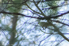 Phylloscopus collybita