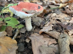 Russula lepida