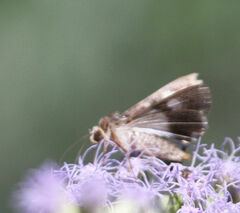 Melipotis famelica