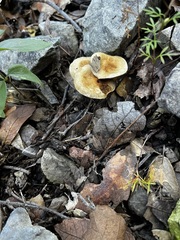 Pholiota spumosa