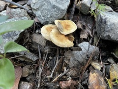 Pholiota spumosa