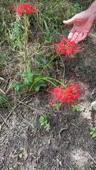 Lycoris radiata