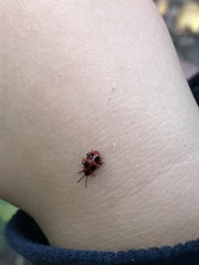 Endomychus coccineus