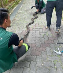 Malayopython reticulatus