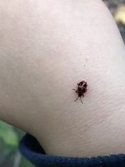 Endomychus coccineus