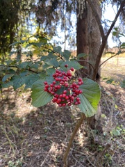 Viburnum