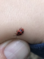 Endomychus coccineus