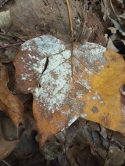 Erysiphe liriodendri