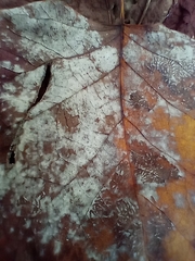 Erysiphe liriodendri