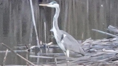 Ardea cinerea