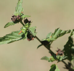 Malvastrum coromandelianum