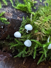 Mycena tenerrima