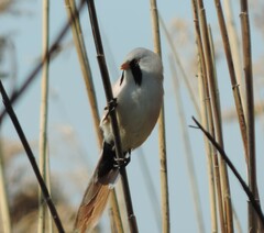 Panurus biarmicus