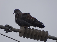 Columba guinea phaeonota
