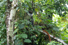 Cercopithecus ascanius