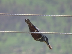 Megaceryle maxima maxima