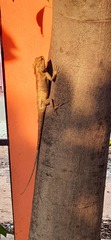 Calotes versicolor