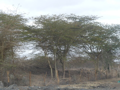 Vachellia seyal