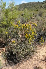 Pteronia fasciculata