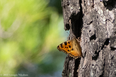 Nymphalis polychloros