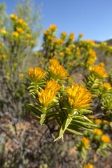 Pteronia fasciculata