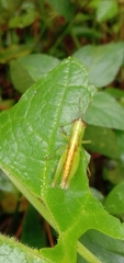 Oxyini