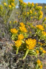 Pteronia fasciculata
