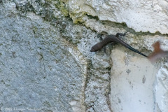 Algyroides nigropunctatus