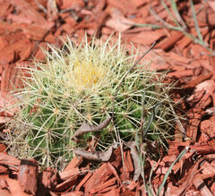 Kroenleinia grusonii