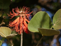 Erythrina abyssinica