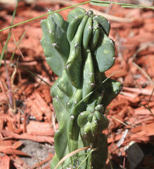 Cereus hildmannianus