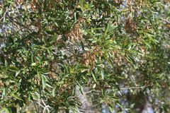 Fraxinus berlandieriana
