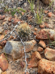 Ancistrocactus scheeri