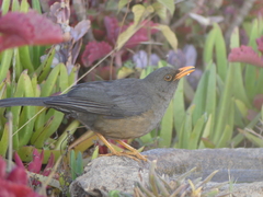 Turdus abyssinicus