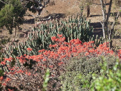 Erythrina abyssinica