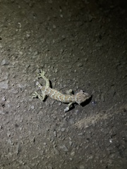 Gekko gecko