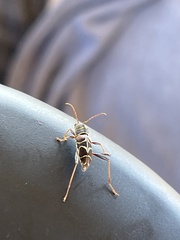 Neoclytus scutellaris