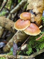 Gymnopilus penetrans