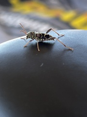 Neoclytus scutellaris