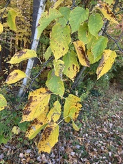 Betula papyrifera