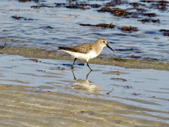 Calidris alpina