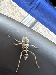 Neoclytus scutellaris