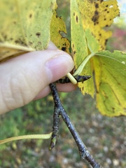 Betula papyrifera