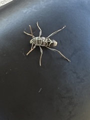 Neoclytus scutellaris