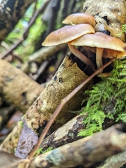 Gymnopilus penetrans