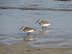 Calidris alpina