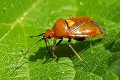 Deraeocoris ruber